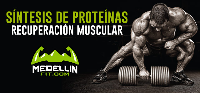La Recuperación muscular y la síntesis de proteínas