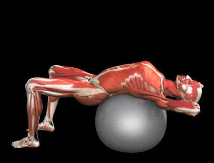 Encogimientos de tronco para abdominal superior en fitball