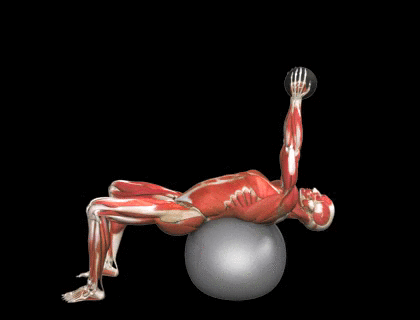 Encogimientos de tronco para abdominal superior en fitball con brazos extendidos sujetando peso