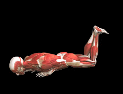 Flexiones en suelo con codos pegados al cuerpo normales o apoyado en rodillas para triceps
