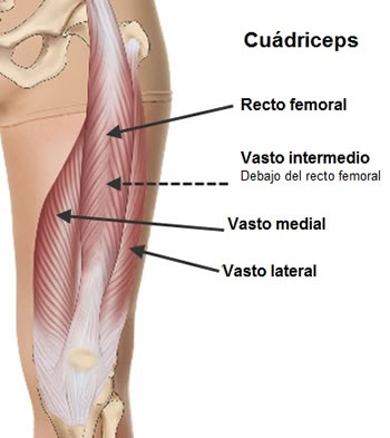 anatomia-cuádriceps