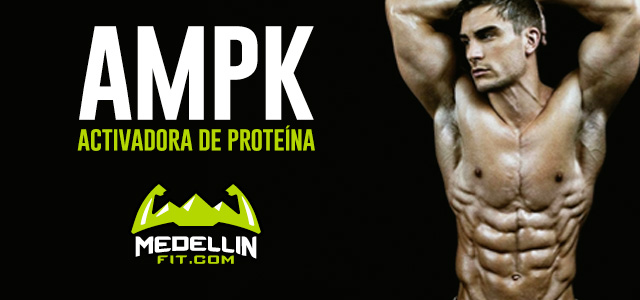 ampk-activadora-de-protein-a